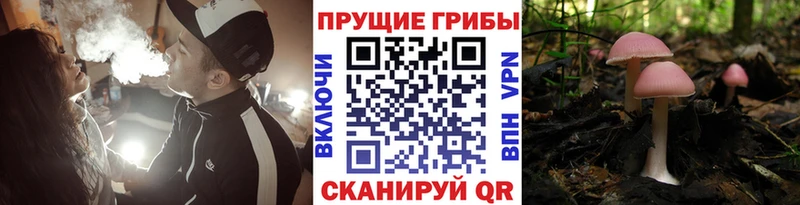 mega как зайти  Болотное  Галлюциногенные грибы MAGIC MUSHROOMS 
